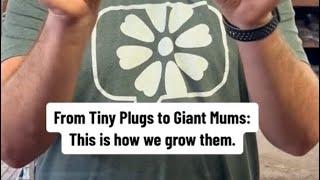 From Tiny Plugs to Giant Mums: This is how we grow them