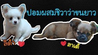 ลิต้า & ลาเต้ : หมาน้อยจอมป่วน ลูกหมา ปอมผสมชิวาว่า ขนยาว น่ารัก