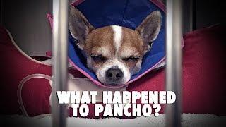 What happened to Pancho?