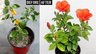 My 3 STEP Formula To FORCE Hibiscus To GROW & FLOWER!