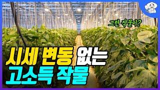 처갓댁 왔다가 귀농한 억대 농부의 시세 변동없는 고소득 작물은?