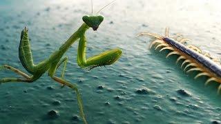 Praying Mantis VS Centipede. The winner?