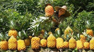 路邊不要錢的菠蘿，阿婆兩個籃子裝不完，剛上桌就被鄰居誇美味Grandma uses wild pineapple to make traditional Chinese food｜广西 美食｜玉林阿婆