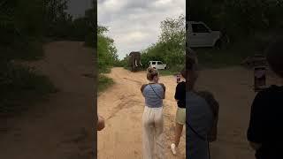 Huge Elephant in Camp!  One of the best encounters during my Professional Field Guide Course!