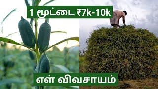 Ellu vivasayam | எள் சாகுபடி செய்வது எப்படி | Black sesame cultivation in tamil | ellu farming