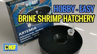 Hobby Brine shrimp hatchery (easy).