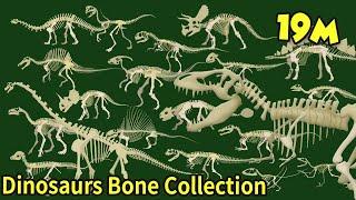 Study dinosaur bone fossils|What shape are dinosaur bones?|What did the dinosaurs eat?|공룡의 뼈 화석 모음집