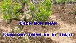 Kĩ thuật Chăm sóc bón phân cho cây đào tết