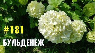 Бульденеж | Жизнь в Адлере