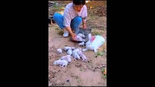 15 rabbit baby giving birth rabbit baby  and rabbit mother #rabbit #shortsfeed #tranding #bunny