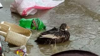 Amazing Funny Ducks  Video 2024 || Ducks  So Funny Video Compilation Of 2024