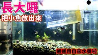 全部的魚缸都用自來水養孔雀魚小魚養大了放出產子盒