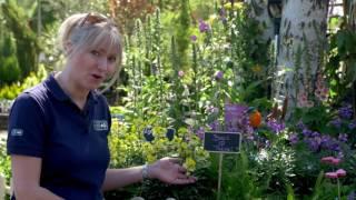 Wildlife Gardening Top Tips