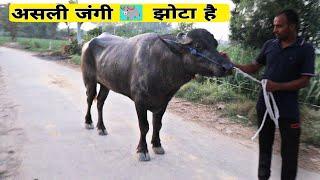 jhota race काफी गर्म मिजाज़ का भैसा  Full video vaibhav Rajpura 2 चैनल