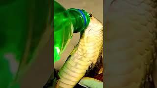 A snake asks for help with a sip of water : Animal | Pet