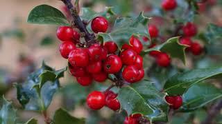 A Focus On Holly: All You Need To Know