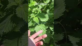 THE FORAGER (NETTLE)