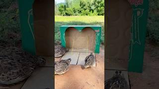 Easy Trap Technique # Bird Trap #shorts