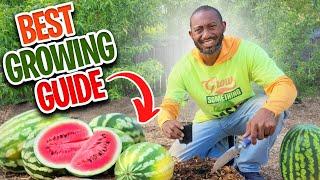 How to Grow Watermelon?