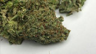 Skywalker OG strain review!