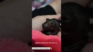Woman gives bat another chance at life