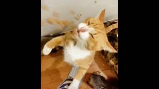 욕심쟁이 고양이에게 먹이주기 ( feeding hungry cat) #shorts