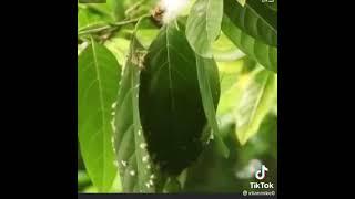 #Short:  This bird is sewing leaves to make the nest