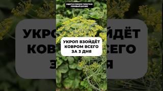 Ускоряем всхожесть укропа простым способом #огород #дача #дачныесоветы #подкормки
