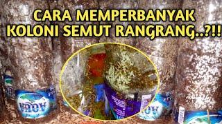 Cara memperbanyak koloni semut rangrang..!!