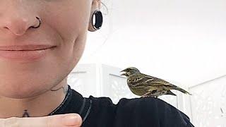 Rescue bird comforts people at tattoo store