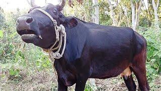 Cow Sound, Amba Amba, What Sound Dose The Cow Make, Record By Tobibul At Rosulpur | Cow Voice