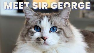 Get to Know Sir George | Sir George the Ragdoll