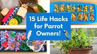 15 Life Hacks for Parrot Owners - cheap and easy pet bird tips   | BirdNerdSophie