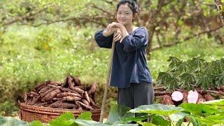 Harvesting Cassava Leaves, Combined with Pork to Create a Delicious | Nguyễn Lâm Anh