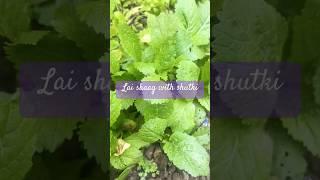 Easy peasy lai shaag with shutki | Sylheti cooking #hojai #food #curry y