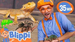 Blippi Learns All About Reptiles! | BEST OF BLIPPI TOYS | Educational Videos for Kids