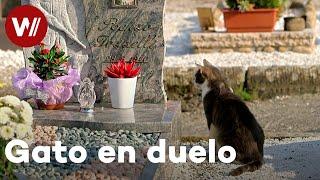 Etología: el gato visita la tumba de su dueño todos los días y le trae regalos