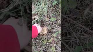 Снимаю мотоциклы,а грибы так и манят. 