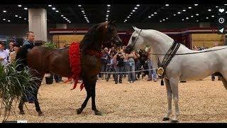 Arabian Horse Celebration