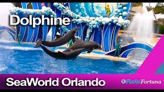 Dolphin Show Theater. Orlando. Florida. SeaWorld