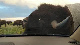 Bison/Buffalo vs Car Encounter at Rocky Mountain Arsenal National Wildlife Refuge - Denver, Colorado