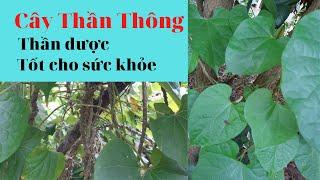 Dây Thần Thông và những tác dụng| thần dược tốt cho sức khỏe| Hằng Lê HG85