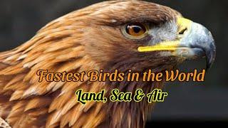 Discover the fastest birds on land, sea and in the air | 4K