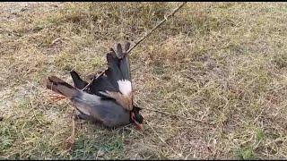 Bird Trap Compilation!!How to Catch Birds Using Three Shola!! Tree glue Insect Trap!!