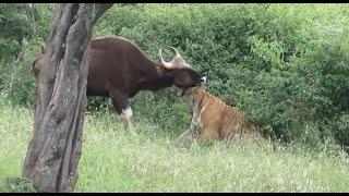 TOP INCREDIBLE TIGER ATTACKS IN FRONT OF CAMERA