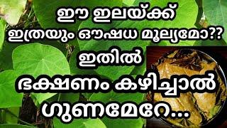 വട്ടയില/ ഉപ്പില ഔഷധ ഗുണങ്ങൾ| benefits of vattayila | Reenas green home | health tips malayalam