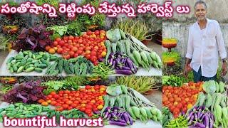 Unbelievable Organic Garden Harvests, this is what | Harvested today! |  Home maker strategy