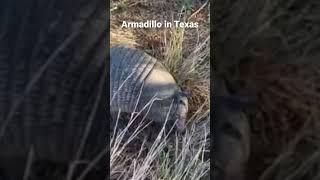 Armadillo in #Texas #animals #wildlife #outdoors #animalshorts #armadillo #wildanimals #ranch #usa