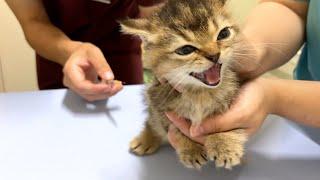 Lili's kittens went wild with their first vaccinations!