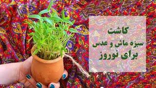 کاشت سبزه عدس برای نوروز - مرحله به مرحله و کاملترین روش کاشت سبزه